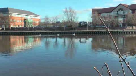Three Swans swim along river. Modern office blocks on far bank reflected zoom in Stock Footage 1064665