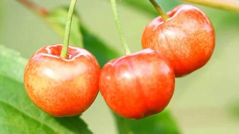 Three sweet cherry berries growing on a tree Stock-Footage 70845107