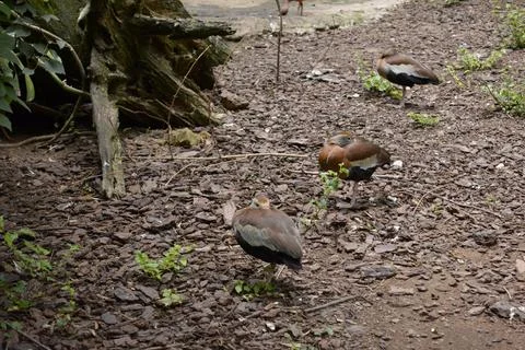 Three synchronized Ringed Teal ducks Stock Photos