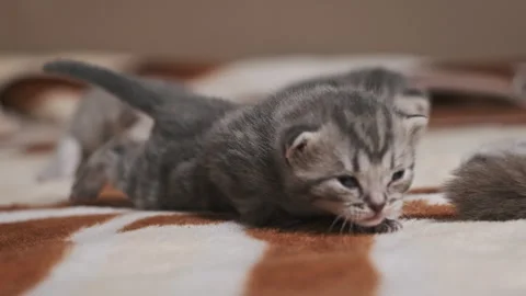 Three Tabby Kittens Meow on a Patterned Rug Stock Footage 258892085