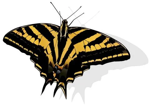 Three-tailed Swallowtail Butterfly Stock Illustration