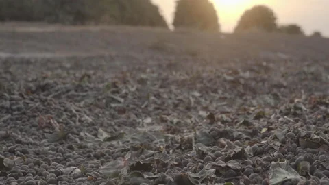 Three takes from different angles of coffee dryer yard, selective focus Video stock 162975625
