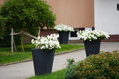 Three tall black cone-shaped planters containing white flowering petunias Stock Photos