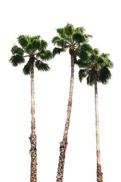 Three tall palm trees on an isolated white background. To create a collage Stock Photos