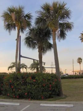 Three Tall Palm Trees Stock Photos