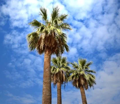 Three tall palm trees Foto stock