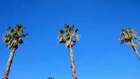 Three tall palm trees stand against a clear blue sky Stock Footage 312253908