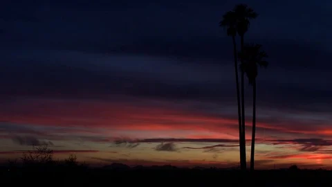 Three Tall Palms at Sunset Video stock 85289658
