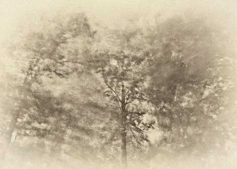 Three tall trees Stock Photos