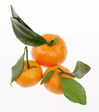 Three tangerines on the light background Stock Photos