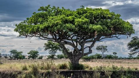 Three in Tanzania Stock Photos
