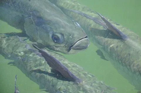 Three Tarpon Fish Stock Photos