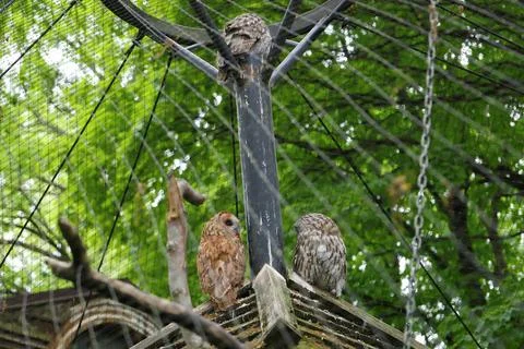 Three tawny owls perched inside a spacious aviary surrounded by lush green trees Stock Photos