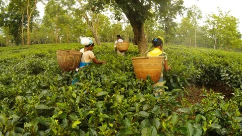 Three tea pickers with wicker baskets fixed on heads collect leaves and put its  Stock Footage 98756296