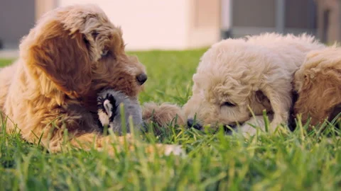Three teething Labradoodle puppies chew on stuffed animal outside in slow motion Stock Footage 204051815