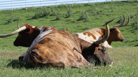 Three Texas Longhorns Video stock 23050991