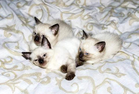 Three Thai kittens on the bed Stock Photos