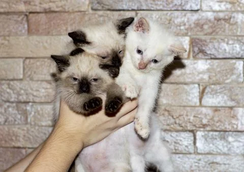 Three Thai kittens in hand Foto stock