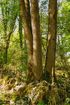 Three thick tree trunks growing closely together in a lush forest with moss.. Stock Photos