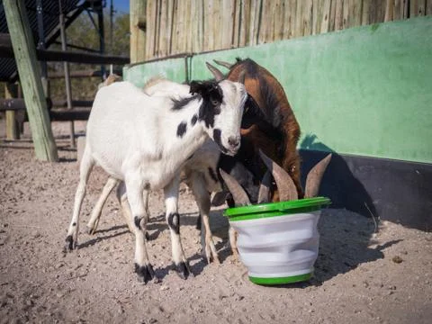 Three thirsty goats drinking eagerly out of plastic pucket in Kalahari desert of Stock Photos