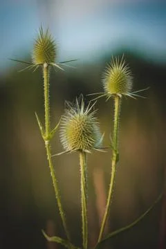 Three thistles in the field Foto stock
