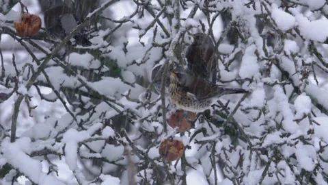 Three thrushes eats old apple in tree in winter Stock Footage 299563816