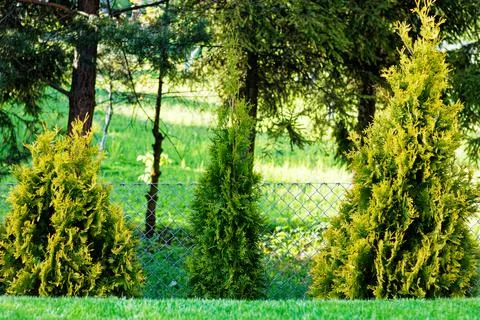 Three thuja trees Stock Photos