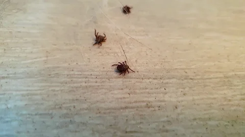 Three Tick Parasite From Forest Crawling ANd Laying Their Back On The Stock Footage 129324966