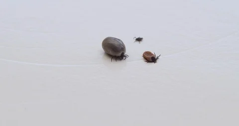 Three tick parasites next to each other, small, middle and large sized. 스톡 동영상 106428534