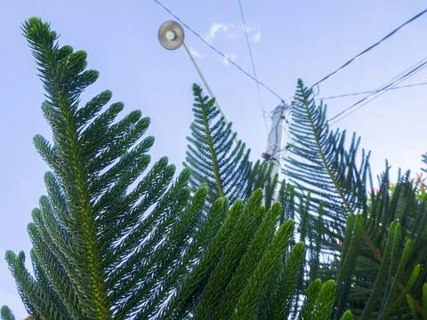 Three-tiered pine-leaf 写真素材