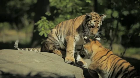 Three tiger cubs Vidéo 12047556