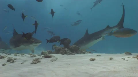 Three Tiger Sharks assemble, under water shot Stock Footage 234724696
