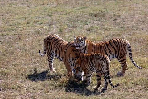 Three tigers are standing side by side. One with his tongue out, the other two Foto stock