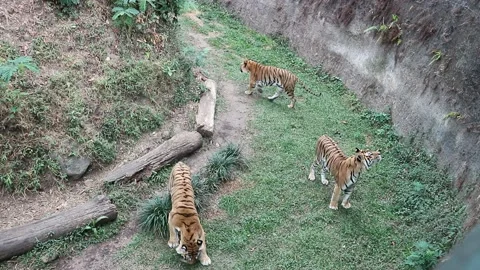 Three Tigers in Captivity Stock Footage 237753456