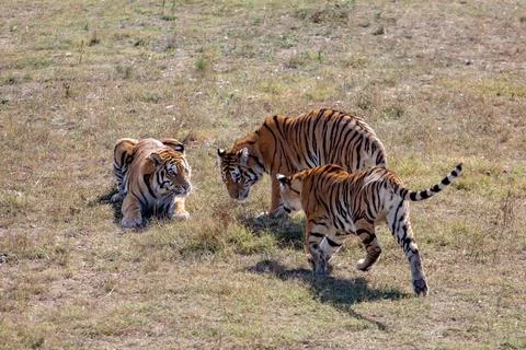 Three tigers in the park. One is lying on the grass. One is worth it. One is Stock Photos