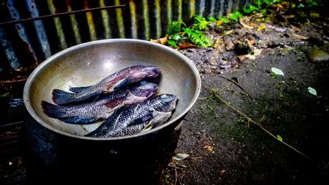 Three tilapia fish ready to be grilled Stock Photos
