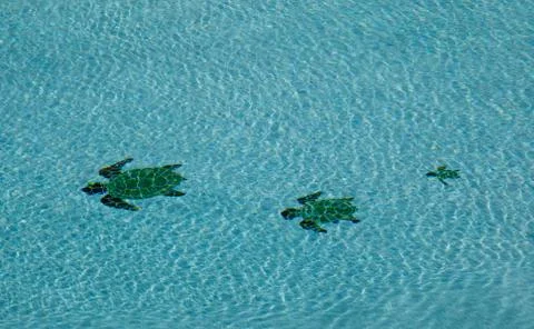 Three tiled turtle designs on the floor of a back yard swimming pool Stock Photos