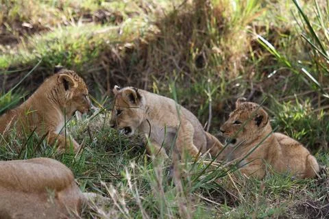 Three tiny baby lion cubs playing in green grass, overlooked by mother lioness Stock Photos