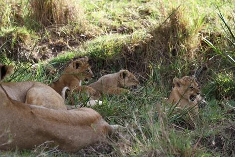 Three tiny baby lion cubs playing in green grass, overlooked by mother lioness Stock Photos