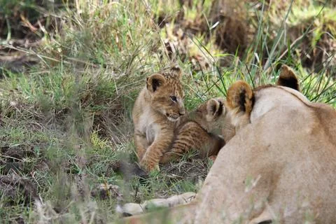 Three tiny baby lion cubs playing in green grass, overlooked by mother lioness Stock-Fotos