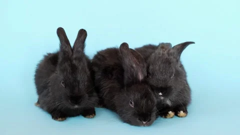 Three tiny black rabbits sitting. One bunny leaves others. Farm animals isolated Stock Footage 274048709