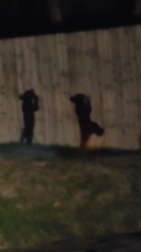 Three Tiny Cubs Trying to Climb Fence Back to Mama, Naples, Florida, USA - 10 Ju Stock Footage 205351884