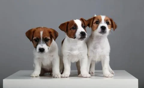 Three tiny dogs. Gray background Stock Photos