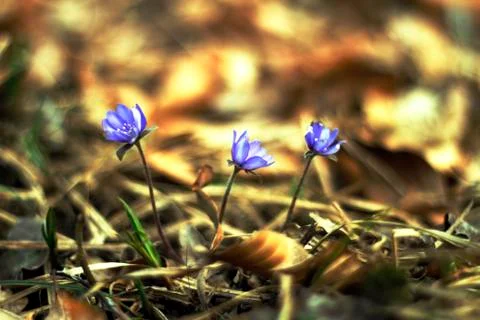 Three tiny flowers Stock Photos