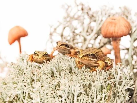 Three tiny frogs on reindeer lichen between two mushrooms Stock Photos