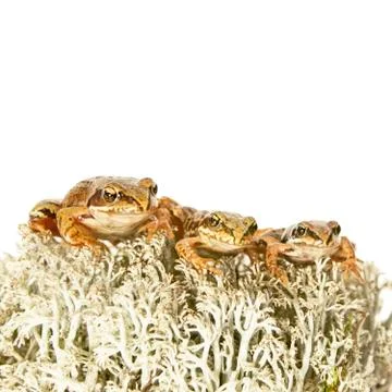 Three tiny frogs on reindeer lichen Stock Photos