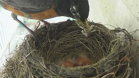 Three tiny fuzzy baby Robins are fed bugs in nest by dutiful mother Stock Footage 136550237