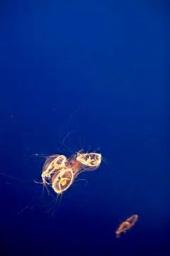 Three tiny jellies clumped together under water Stock Photos