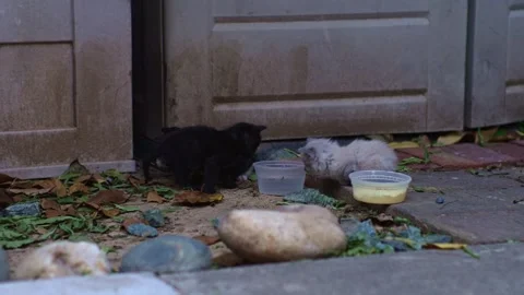Three Tiny Kittens Exploring Yard Near Food Bowl Stock Footage 341099563
