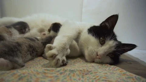 Three tiny kittens feed from their mother's chest Video stock 106375755
